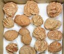 Lot: - Desert Rose From Morocco - Pieces #138122-2